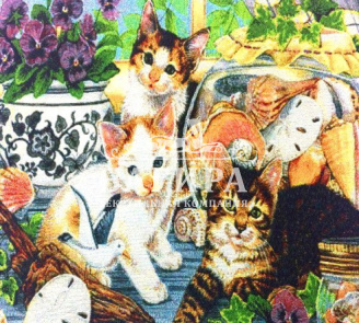 Котики