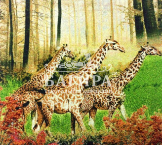 Жирафы